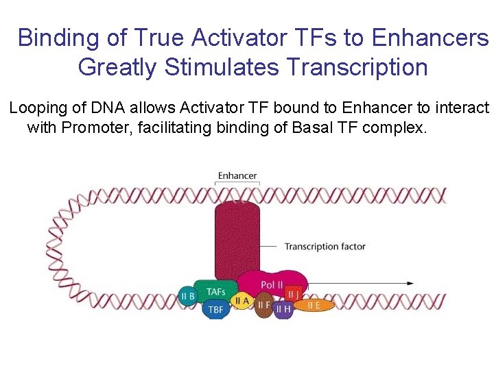 Binding of True Activator TFs to Enhancers Greatly Stimulates Transcription Looping of DNA allows