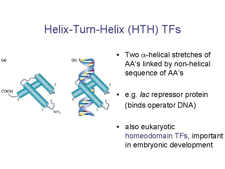 Helix-Turn-Helix (HTH) TFs • Two -helical stretches of AA’s linked by non-helical sequence of