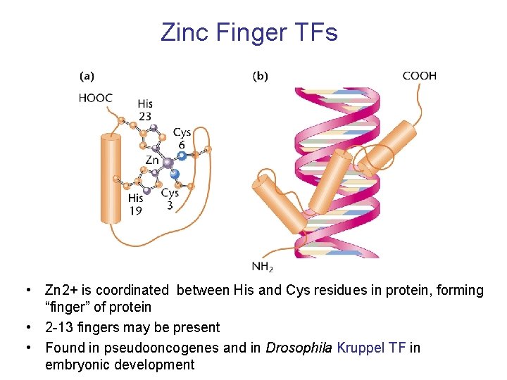 Zinc Finger TFs • Zn 2+ is coordinated between His and Cys residues in