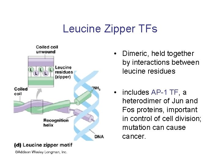 Leucine Zipper TFs • Dimeric, held together by interactions between leucine residues • includes