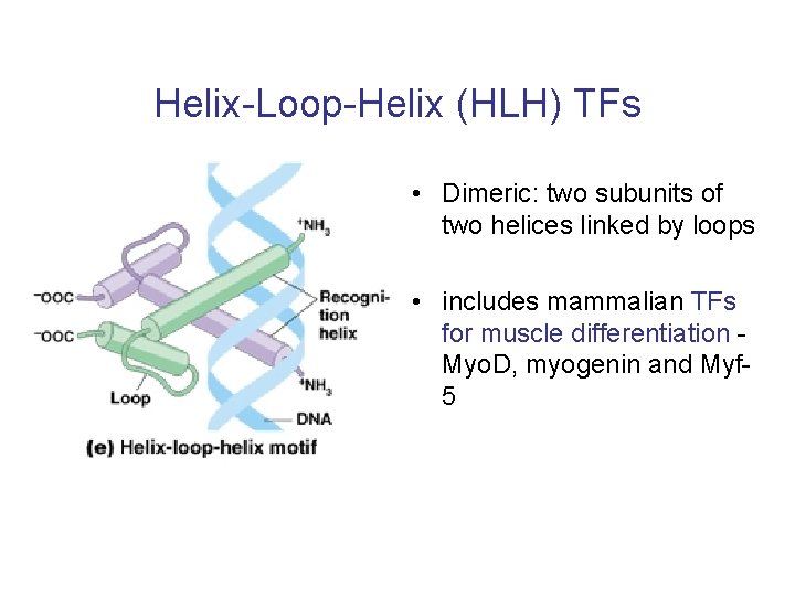 Helix-Loop-Helix (HLH) TFs • Dimeric: two subunits of two helices linked by loops •