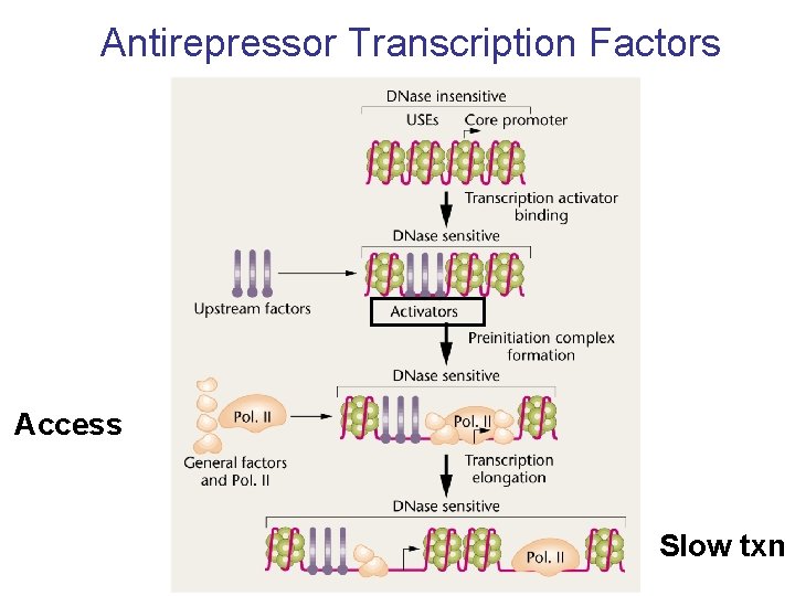 Antirepressor Transcription Factors Access Slow txn 