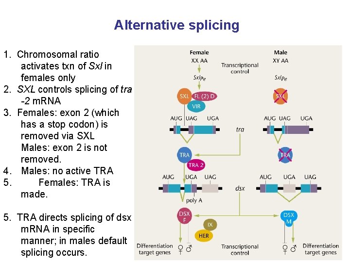 Alternative splicing 1. Chromosomal ratio activates txn of Sxl in females only 2. SXL