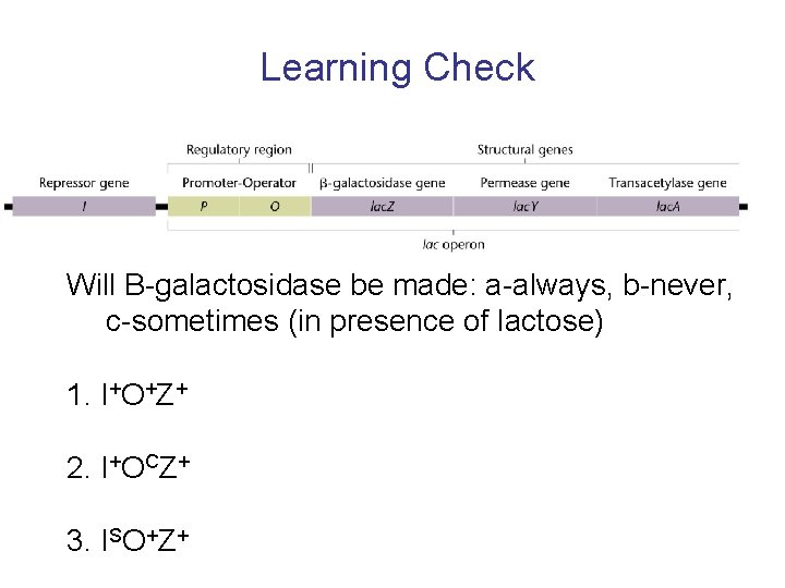 Learning Check Will B-galactosidase be made: a-always, b-never, c-sometimes (in presence of lactose) 1.