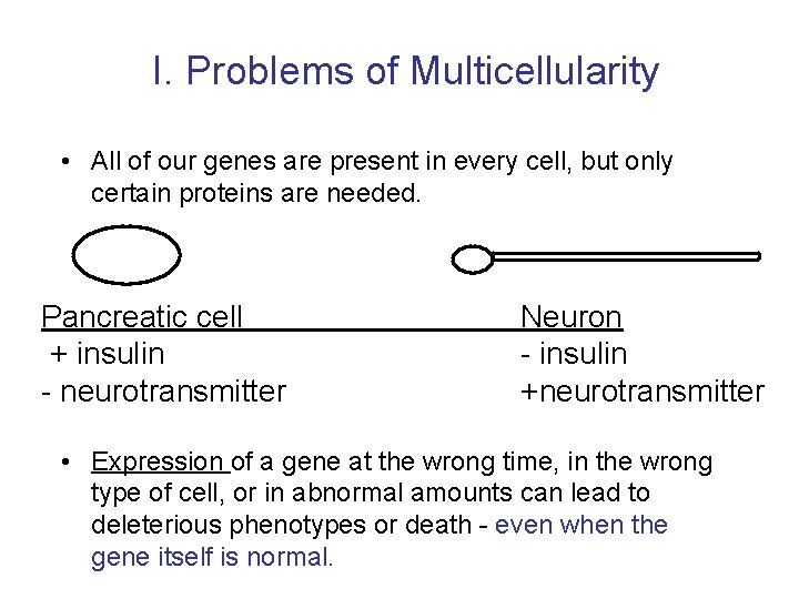 I. Problems of Multicellularity • All of our genes are present in every cell,