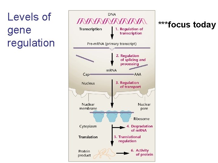 Levels of gene regulation ***focus today 
