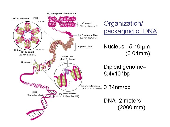 Organization/ packaging of DNA Nucleus= 5 -10 m (0. 01 mm) Diploid genome= 6.
