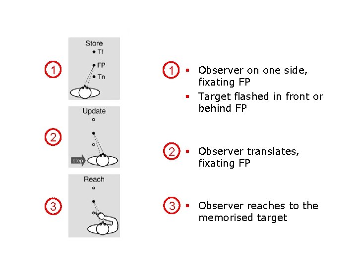 1 1 § Observer on one side, fixating FP § Target flashed in front