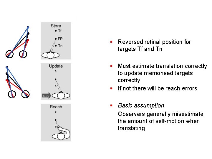 § Reversed retinal position for targets Tf and Tn § Must estimate translation correctly