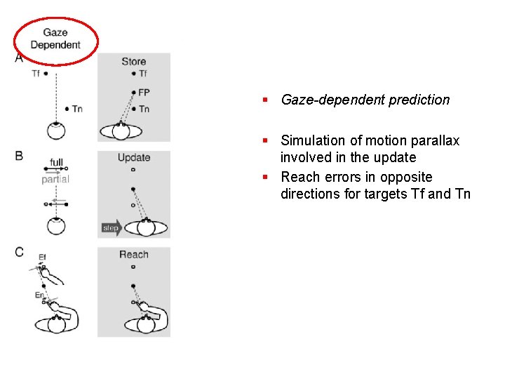 § Gaze-dependent prediction § Simulation of motion parallax involved in the update § Reach