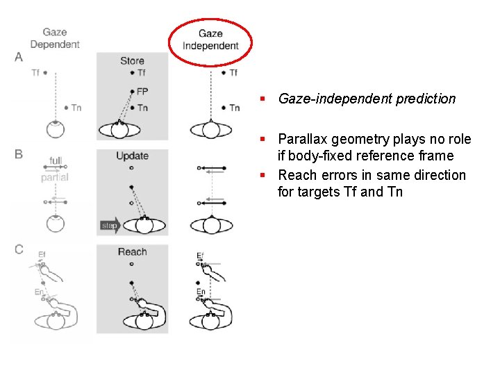 § Gaze-independent prediction § Parallax geometry plays no role if body-fixed reference frame §