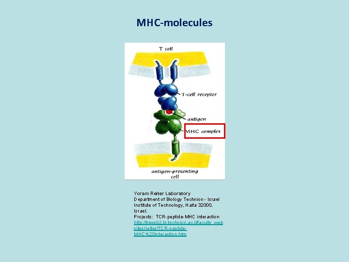 MHC-molecules Yoram Reiter Laboratory Department of Biology Technion - Israel Institute of Technology, Haifa