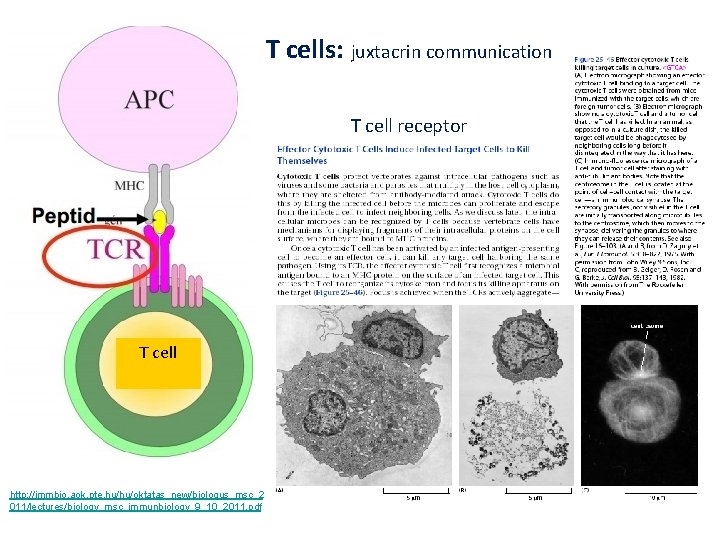 T cells: juxtacrin communication T cell receptor T cell http: //immbio. aok. pte. hu/hu/oktatas_new/biologus_msc_2
