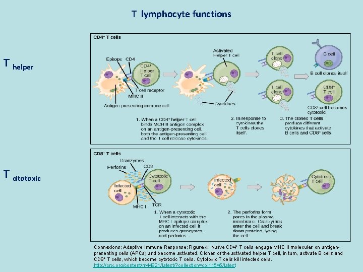 T lymphocyte functions T helper T citotoxic Connexions; Adaptive Immune Response; Figure 4: Naïve
