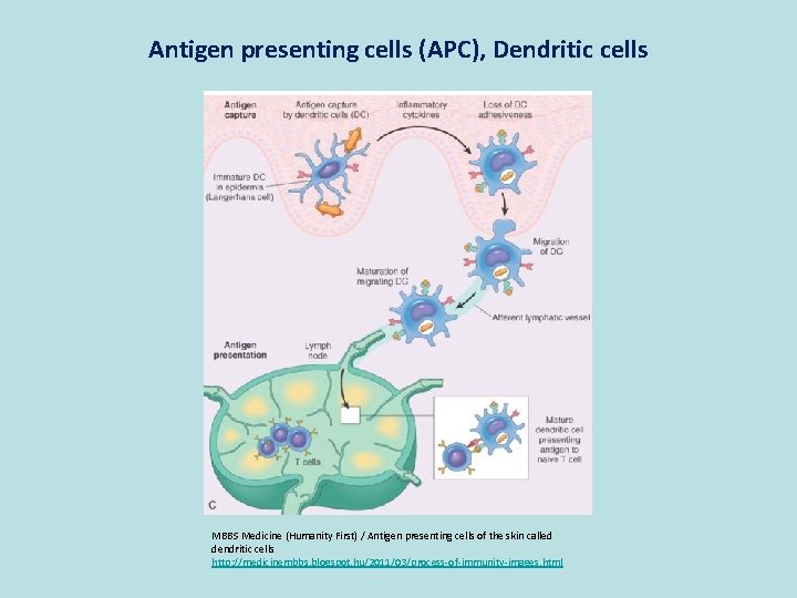 Antigen presenting cells (APC), Dendritic cells MBBS Medicine (Humanity First) / Antigen presenting cells