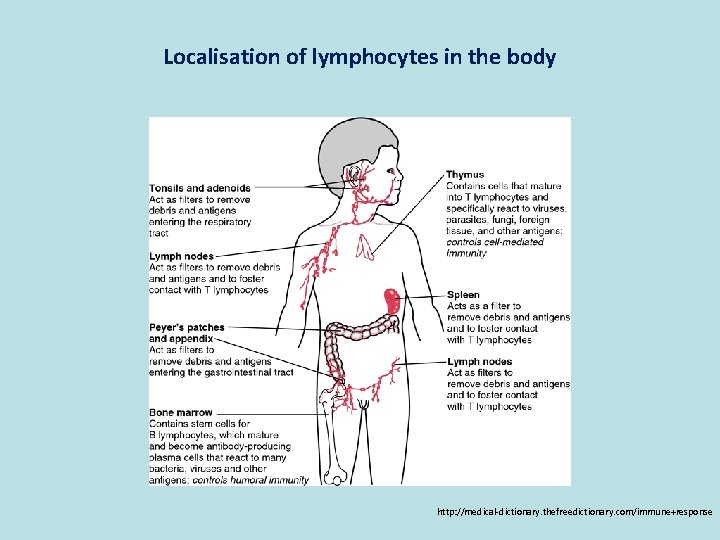 Localisation of lymphocytes in the body http: //medical-dictionary. thefreedictionary. com/immune+response 