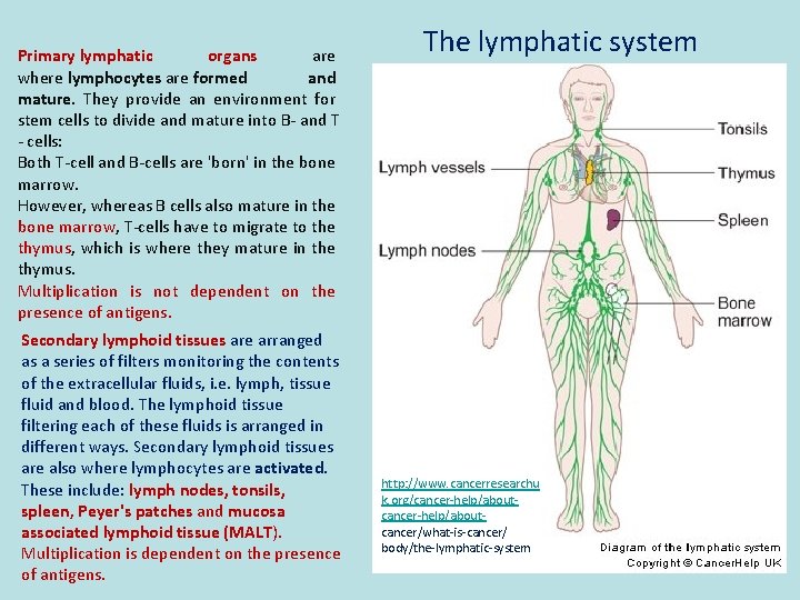 Primary lymphatic organs are where lymphocytes are formed and mature. They provide an environment