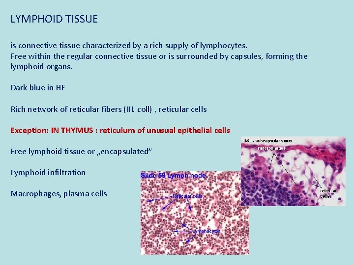 LYMPHOID TISSUE is connective tissue characterized by a rich supply of lymphocytes. Free within