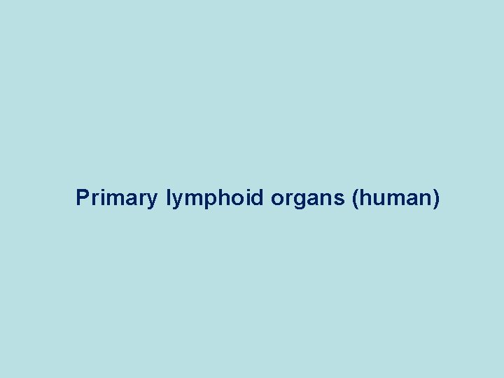 Primary lymphoid organs (human) 