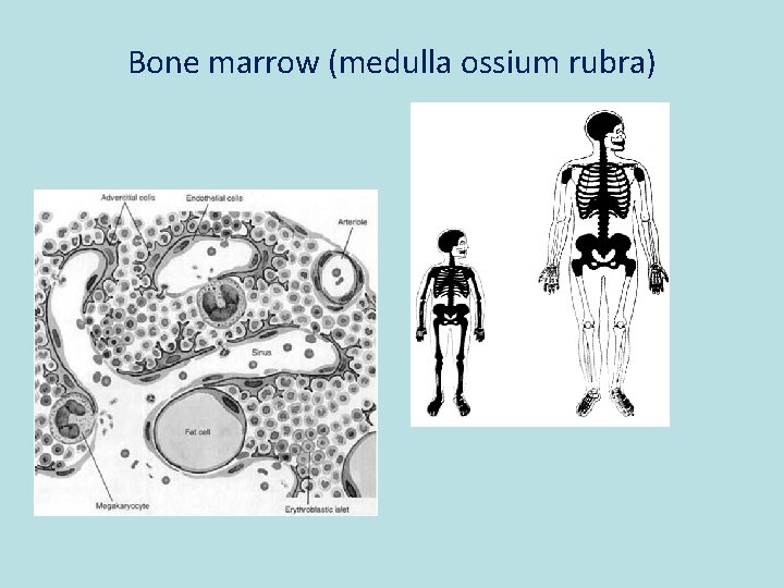 Bone marrow (medulla ossium rubra) 
