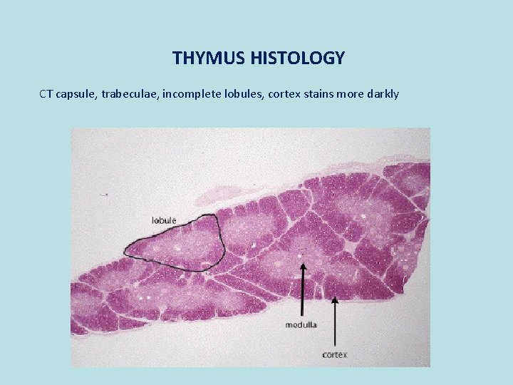 THYMUS HISTOLOGY CT capsule, trabeculae, incomplete lobules, cortex stains more darkly 