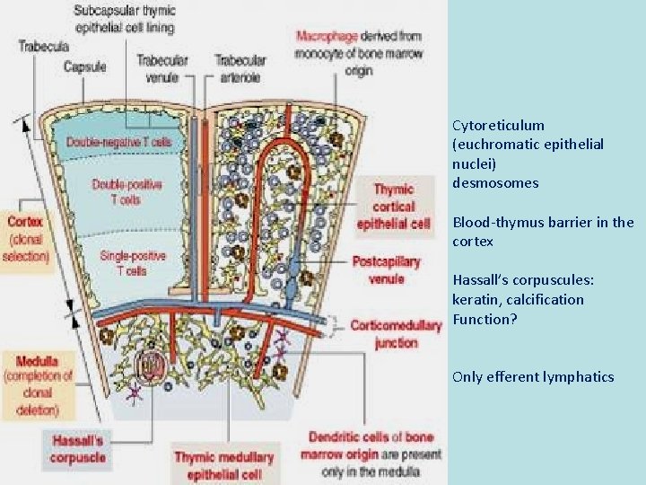 Cytoreticulum (euchromatic epithelial nuclei) desmosomes Blood-thymus barrier in the cortex Hassall’s corpuscules: keratin, calcification