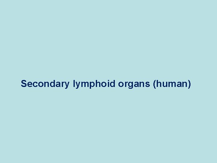 Secondary lymphoid organs (human) 