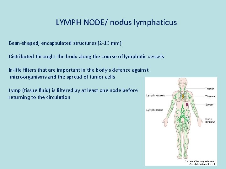 LYMPH NODE/ nodus lymphaticus Bean-shaped, encapsulated structures (2 -10 mm) Distributed throught the body