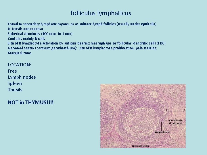 folliculus lymphaticus Found in secondary lymphatic organs, or as solitaer lymph follicles (usually under