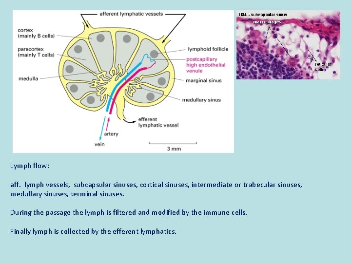 Lymph flow: aff. lymph vessels, subcapsular sinuses, cortical sinuses, intermediate or trabecular sinuses, medullary