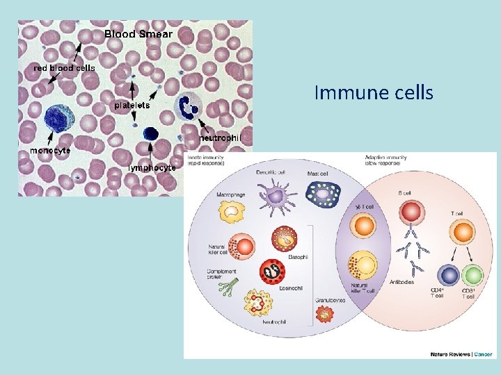 Immune cells 