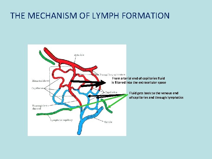 THE MECHANISM OF LYMPH FORMATION From arterial end of capillaries fluid is filtered into