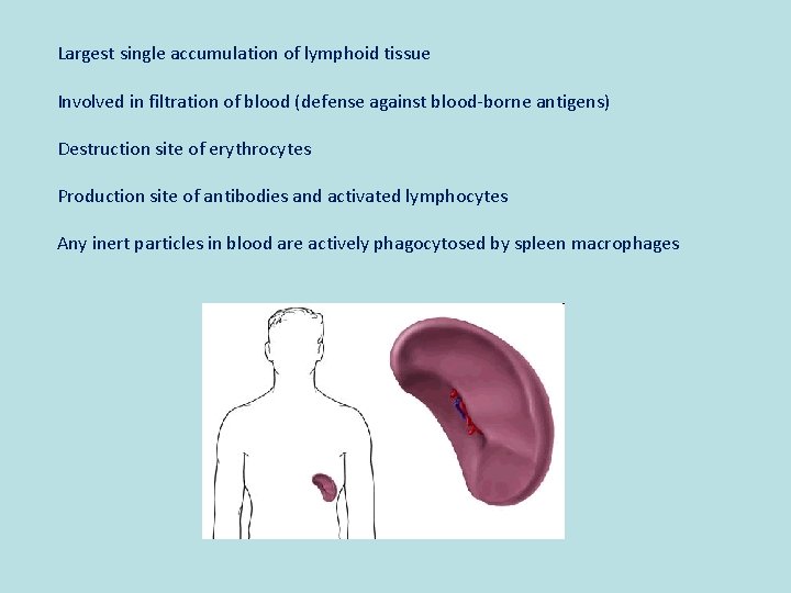 Largest single accumulation of lymphoid tissue Involved in filtration of blood (defense against blood-borne