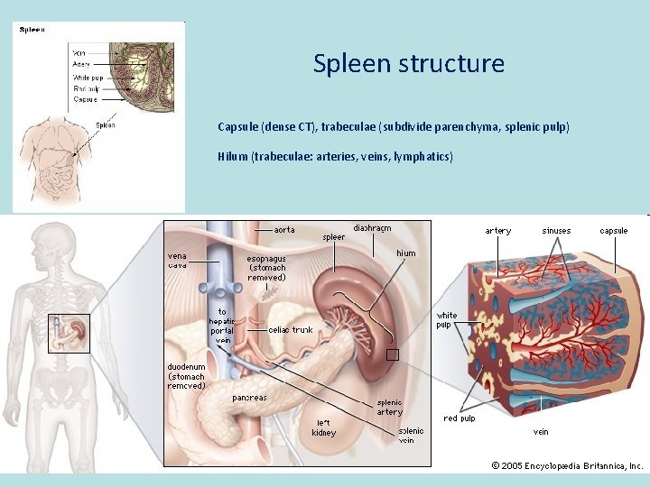 Spleen structure Capsule (dense CT), trabeculae (subdivide parenchyma, splenic pulp) Hilum (trabeculae: arteries, veins,