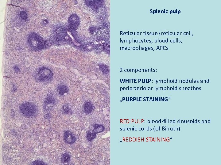 Splenic pulp Reticular tissue (reticular cell, lymphocytes, blood cells, macrophages, APCs 2 components: WHITE