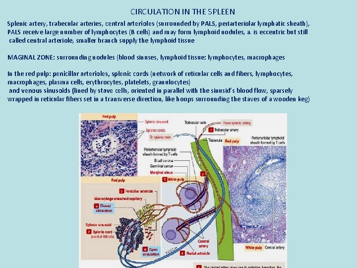 CIRCULATION IN THE SPLEEN Splenic artery, trabecular arteries, central arterioles (surrounded by PALS, periarteriolar