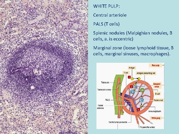 WHITE PULP: Central arteriole PALS (T cells) Splenic nodules (Malpighian nodules, B cells, a.