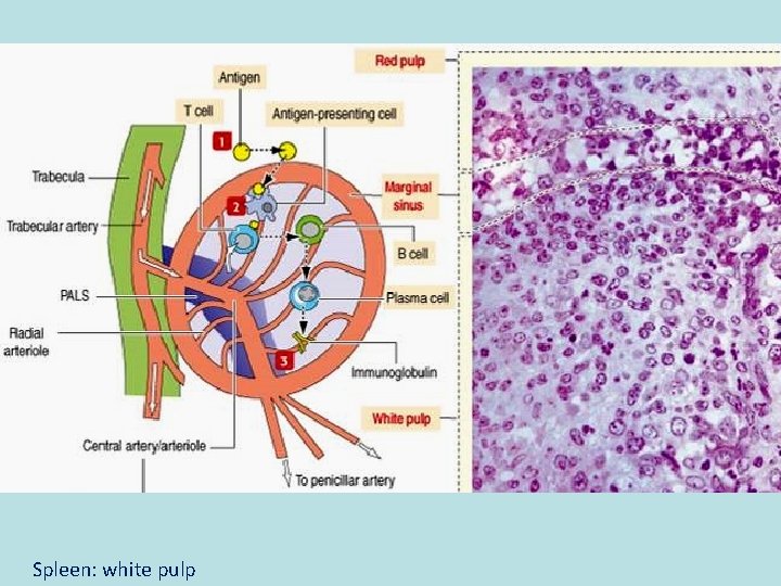 Spleen: white pulp 