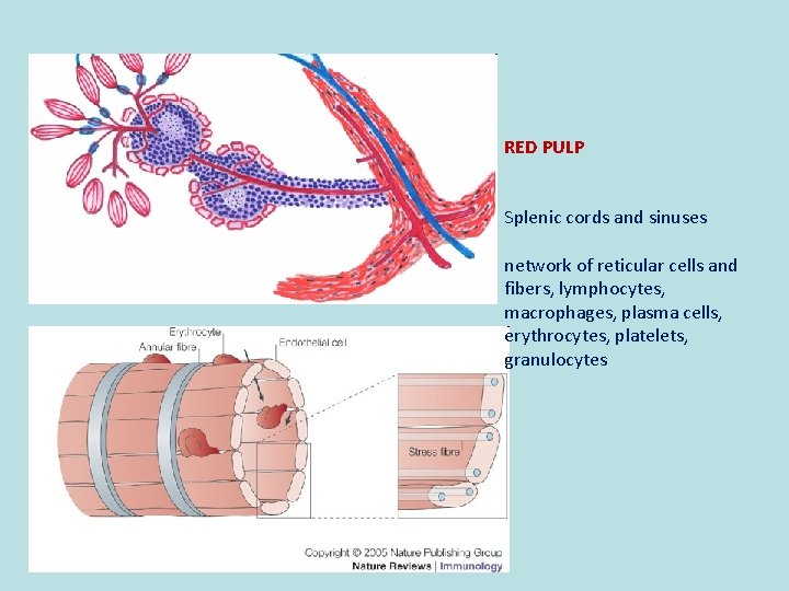 RED PULP Splenic cords and sinuses network of reticular cells and fibers, lymphocytes, macrophages,