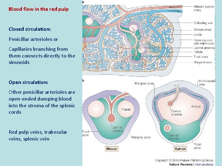 Blood flow in the red pulp Closed circulation: Penicillar arterioles or Capillaries branching from