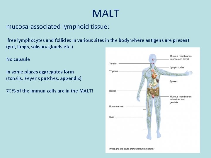 MALT mucosa-associated lymphoid tissue: free lymphocytes and follicles in various sites in the body