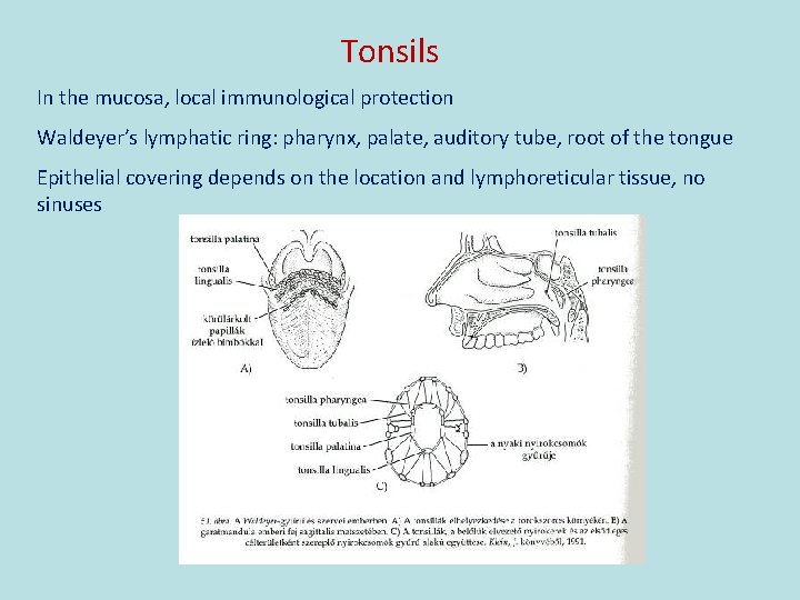 Tonsils In the mucosa, local immunological protection Waldeyer’s lymphatic ring: pharynx, palate, auditory tube,
