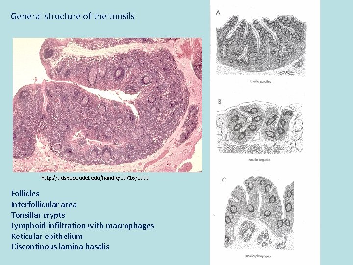 General structure of the tonsils http: //udspace. udel. edu/handle/19716/1999 Follicles Interfollicular area Tonsillar crypts