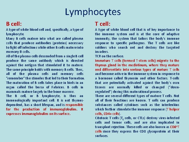 Lymphocytes B cell: A type of white blood cell and, specifically, a type of