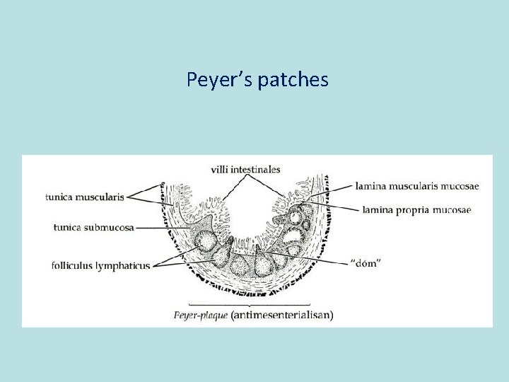 Peyer’s patches 