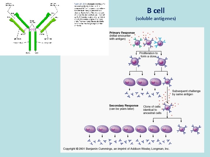 B cell (soluble antigenes) 