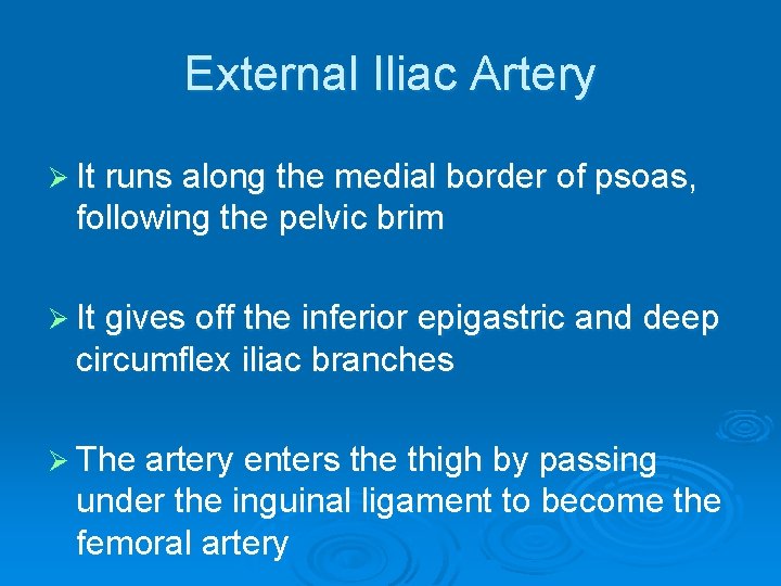 External Iliac Artery Ø It runs along the medial border of psoas, following the