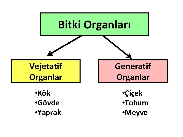 Bitki Organları Vejetatif Organlar Generatif Organlar • Kök • Gövde • Yaprak • Çiçek