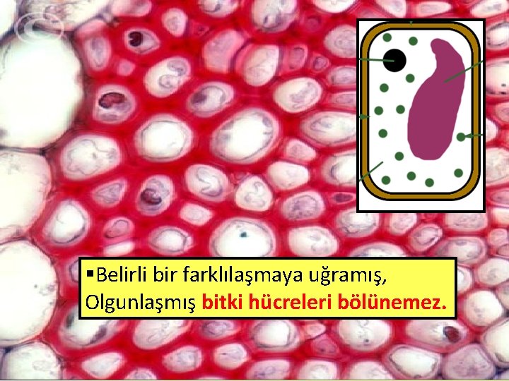 §Belirli bir farklılaşmaya uğramış, Olgunlaşmış bitki hücreleri bölünemez. 