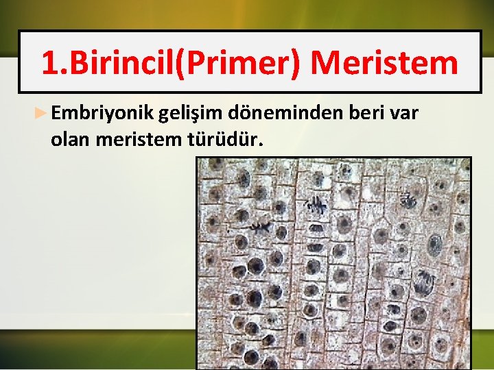 1. Birincil(Primer) Meristem ► Embriyonik gelişim döneminden beri var olan meristem türüdür. 